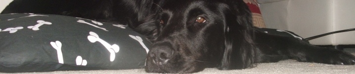 Dylan the flatcoat retriever